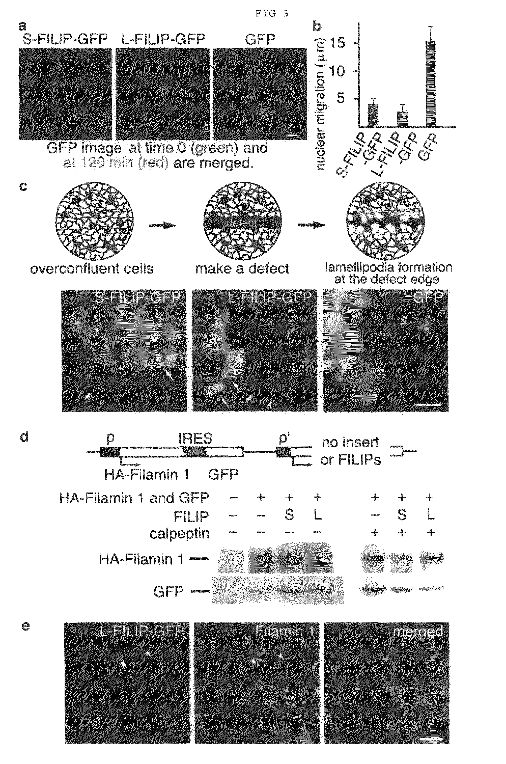 Proteins having effects of controlling cell migration and cell death