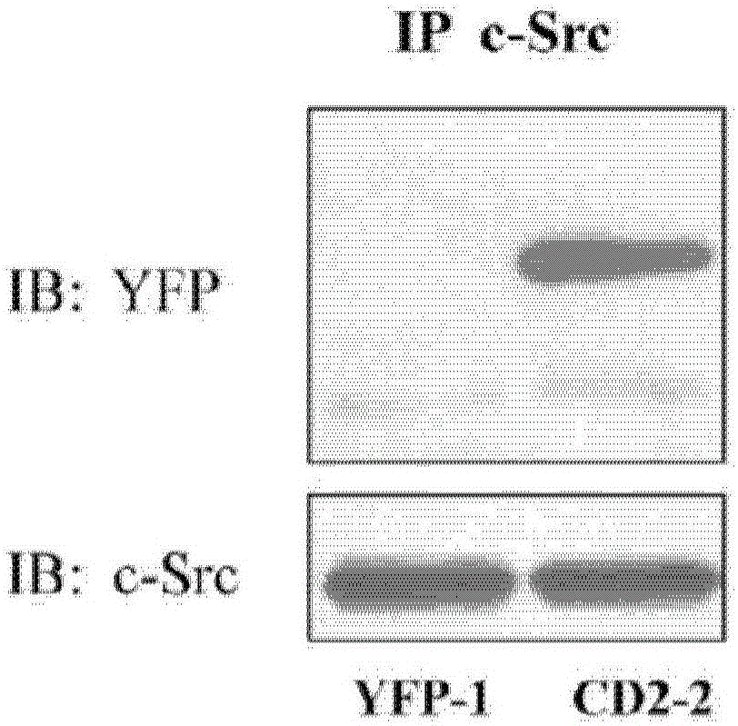 Cardiotonic steroid antagonists and related methods