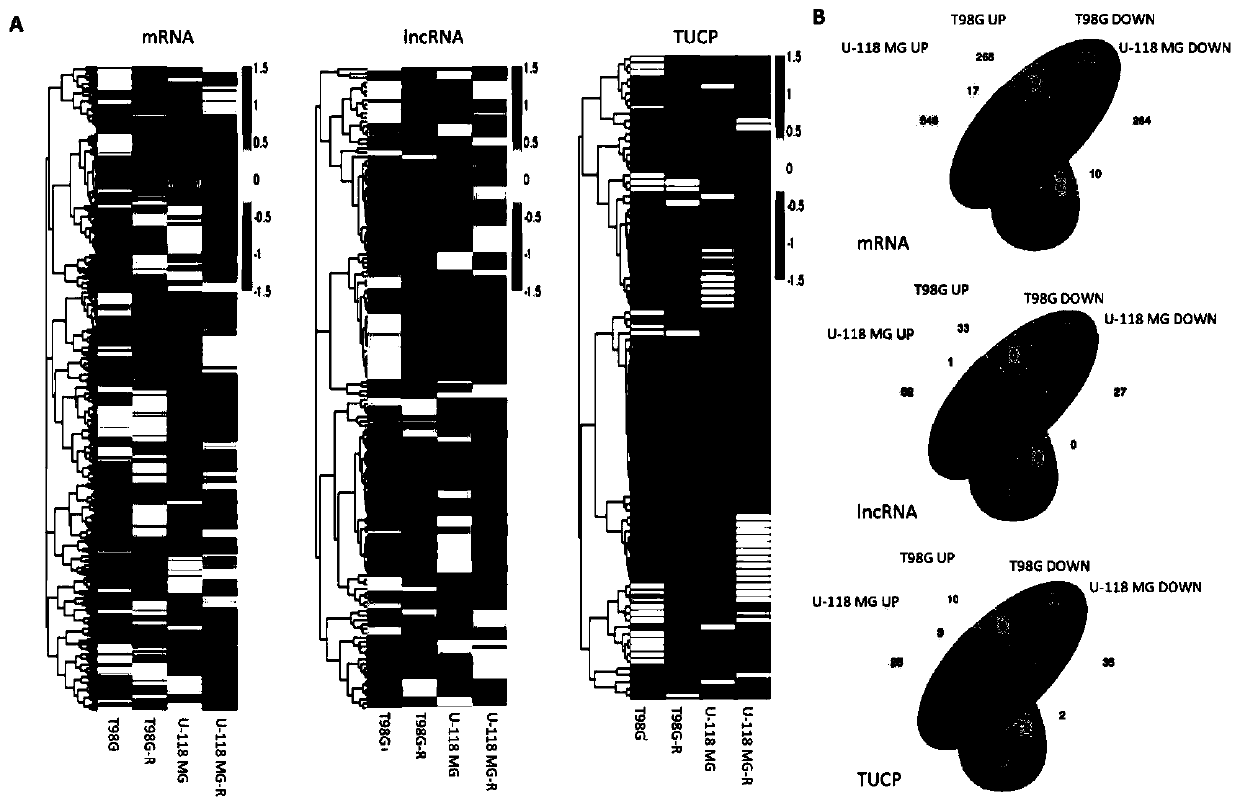 Application of incrnalnc_004208 and its detection reagents in the preparation of glioma prognosis reagents