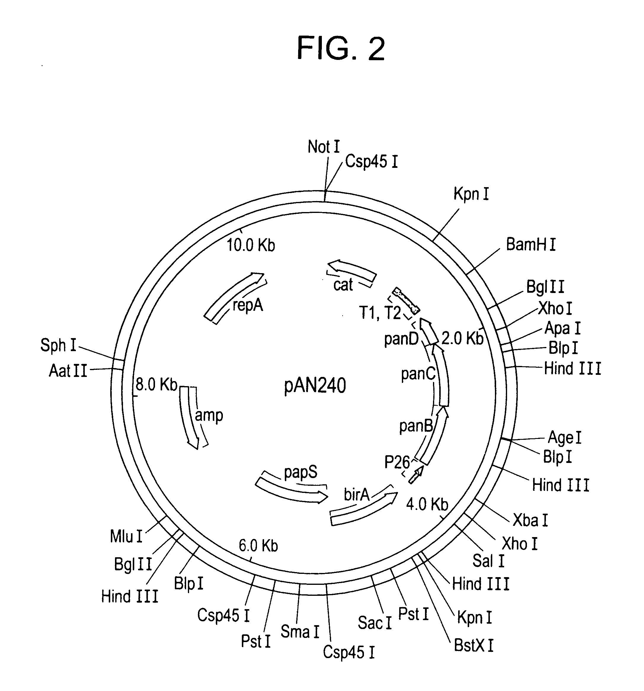 Methods and microorganisms for production of panto-compounds