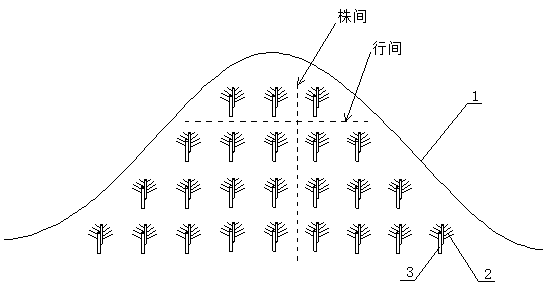Sand-control afforestation method by use of corn straw