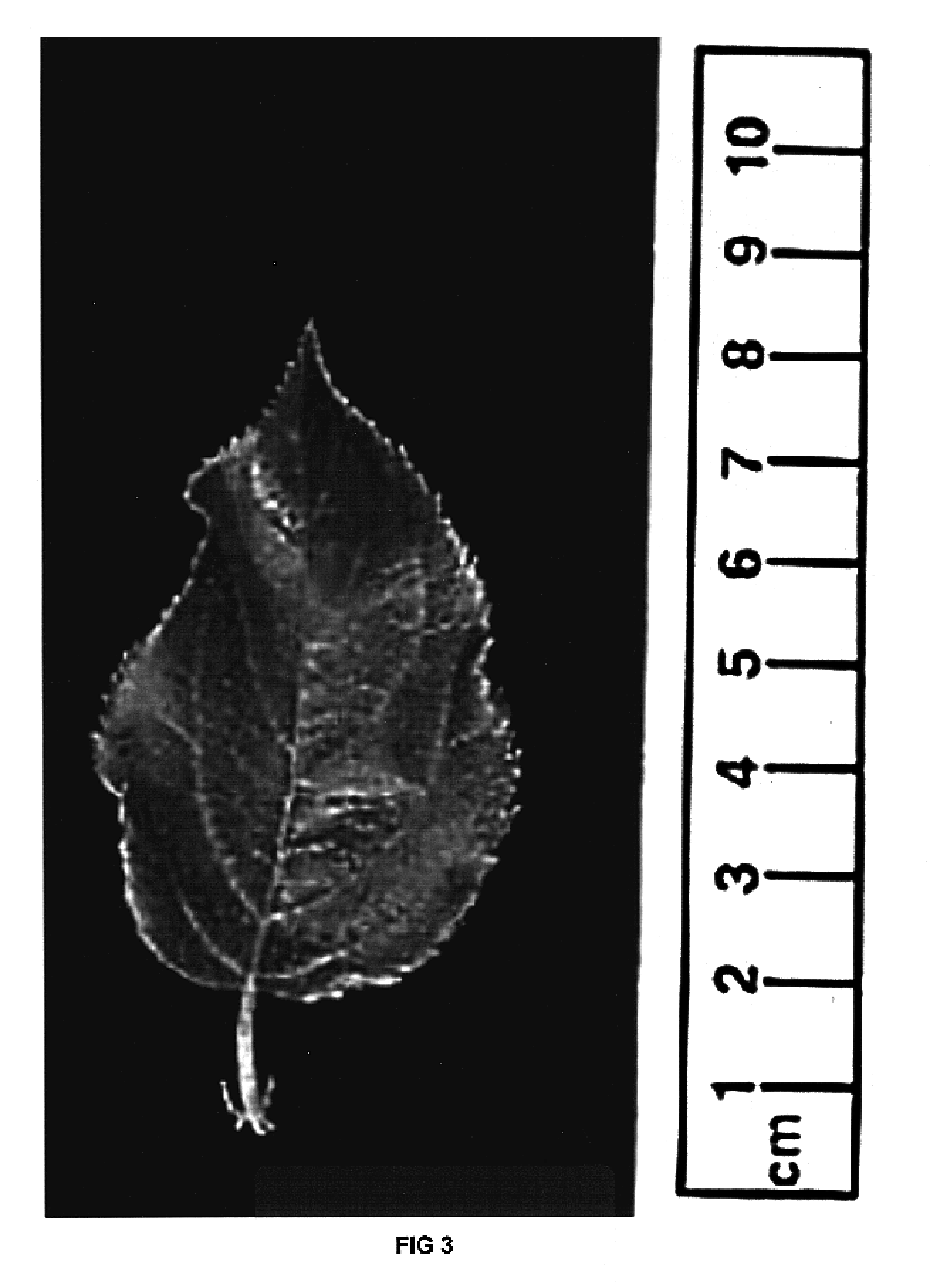 Apple tree rootstock named 'G.935'