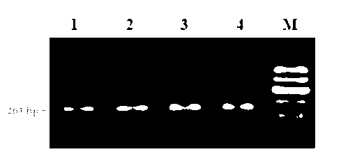 Method for detecting growth traits of cattle through paired box gene 6 (PAX6) and diagnostic kit thereof