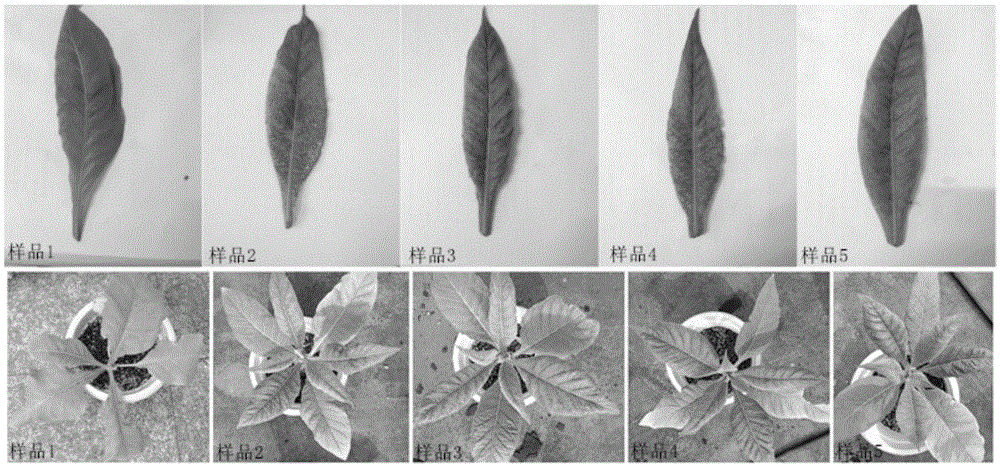 A compound preparation for improving plant resistance to viral diseases and its application