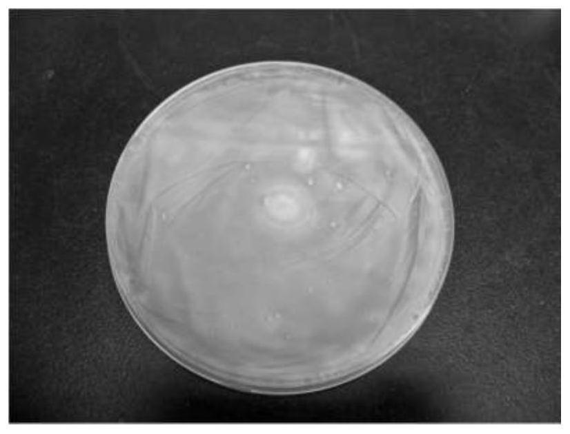 A Trichoderma aculeatus strain Sanju-19 and its application