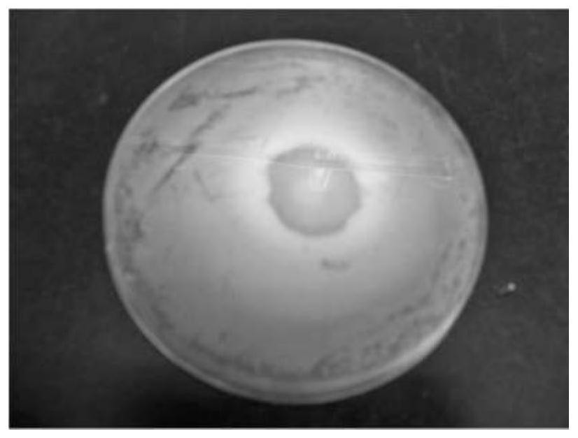 A Trichoderma aculeatus strain Sanju-19 and its application