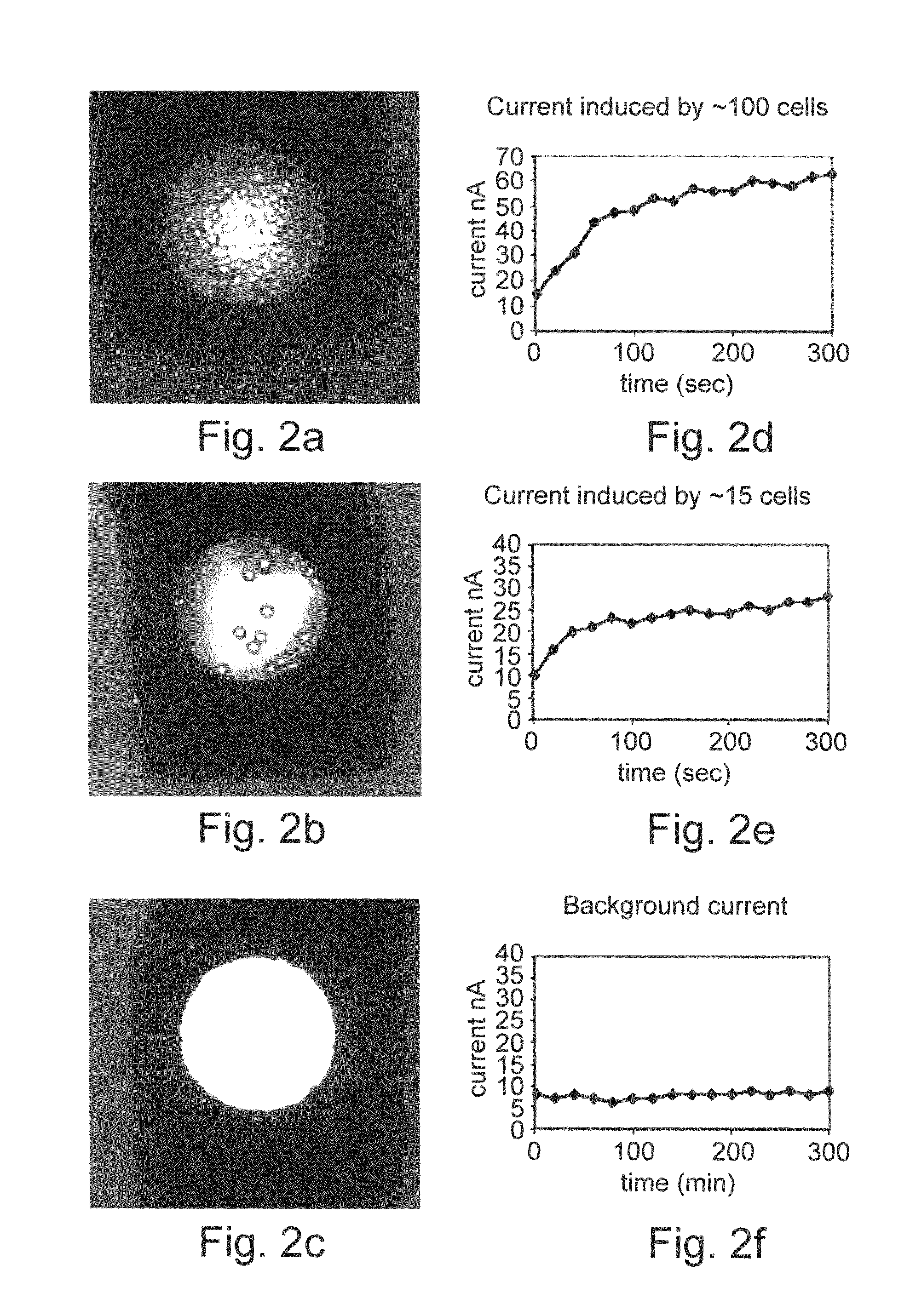 Electrochemical methods of detecting colon cancer cells and use of same for diagnosing and monitoring treatment of the disease