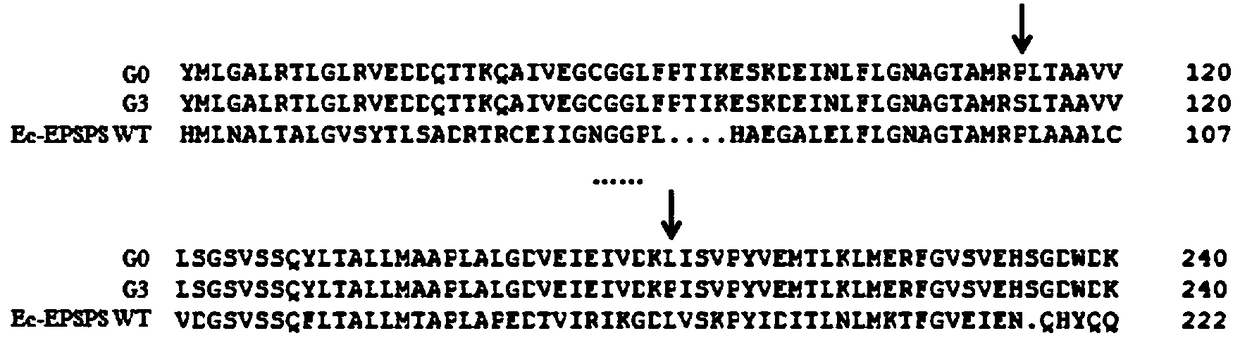 Plant EPSPS mutant containing L195P and S247G as well as encoding gene and application thereof