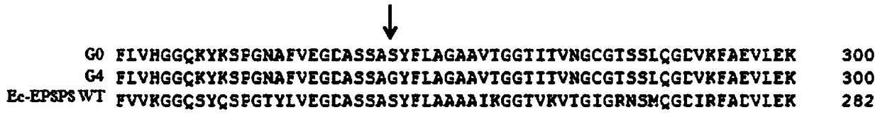 Plant EPSPS mutant containing L195P and S247G as well as encoding gene and application thereof