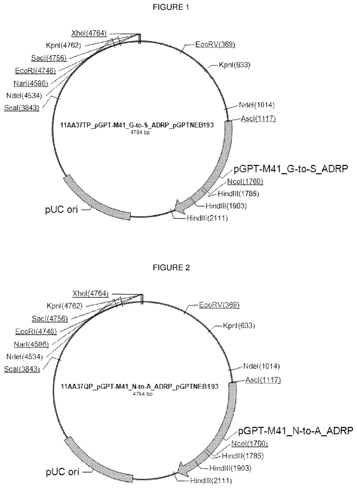 Attenuated infectious bronchitis virus