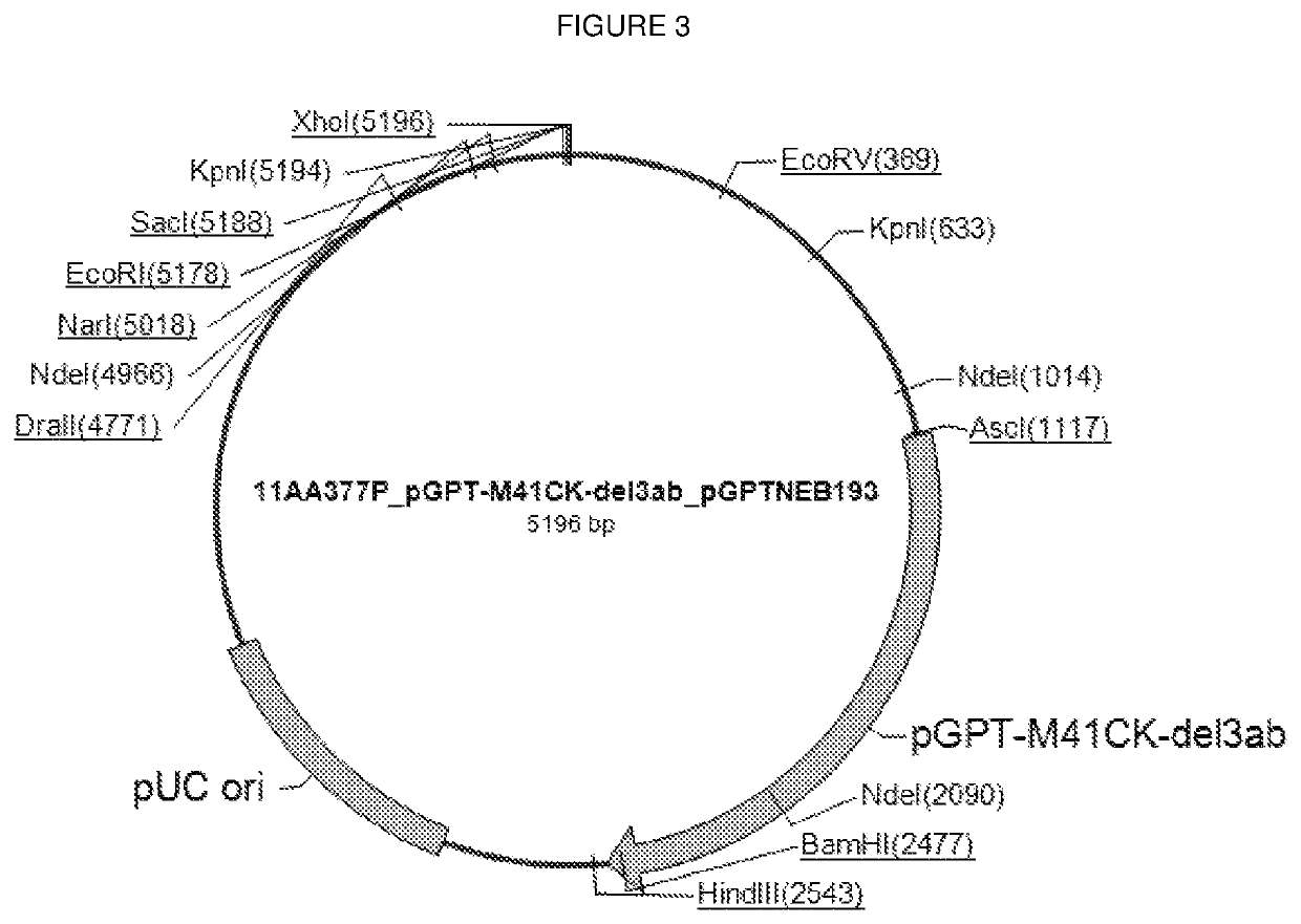 Attenuated infectious bronchitis virus