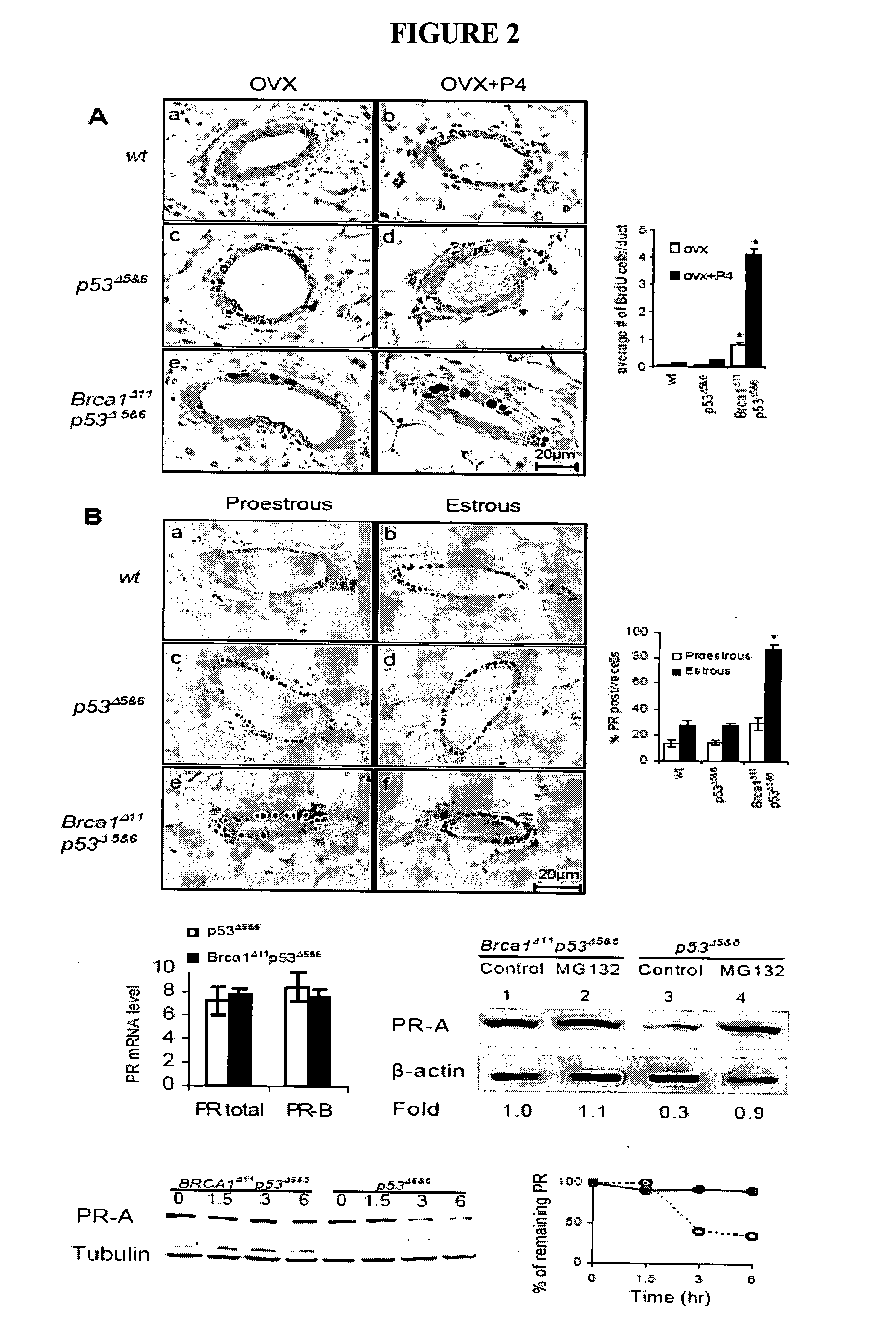 Methods and compositions for cancer prevention and treatment