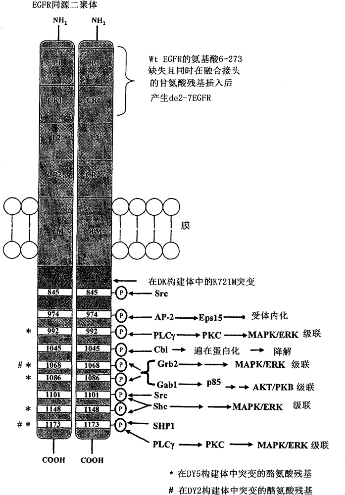 Treatment method using EGFR antibodies and SRC inhibitors and related formulations