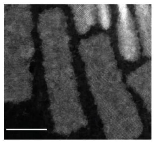 Synthesis method of colloidal semiconductor sheet-shaped nanocrystal