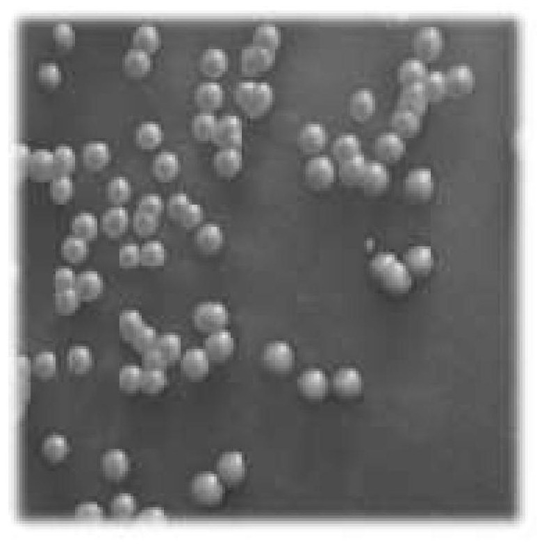 A fermentation process using non-Saccharomyces cerevisiae to improve the aroma quality of ice wine