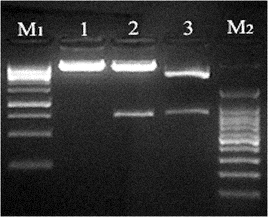 Construction method for plant root related functional gene research model