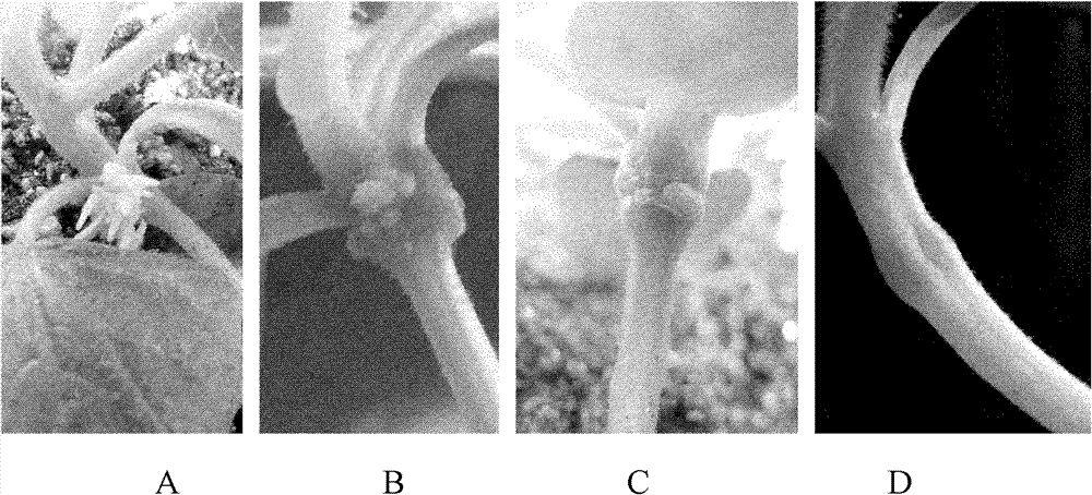 Construction method for plant root related functional gene research model