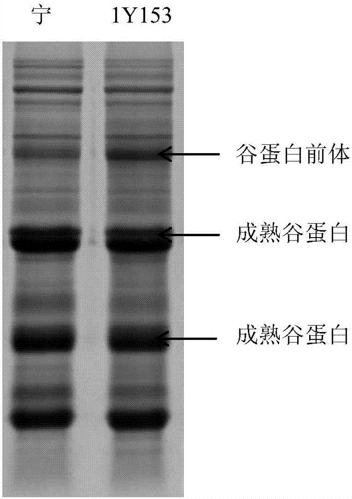 Plant glutelin transferring and preserving related protein OsVHA-E1, as well as coding gene and application thereof