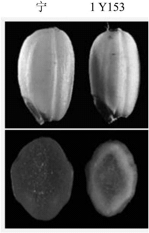 Plant glutelin transferring and preserving related protein OsVHA-E1, as well as coding gene and application thereof