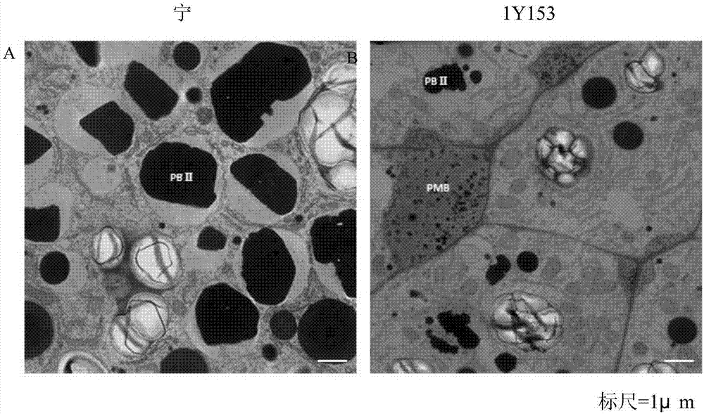 Plant glutelin transferring and preserving related protein OsVHA-E1, as well as coding gene and application thereof