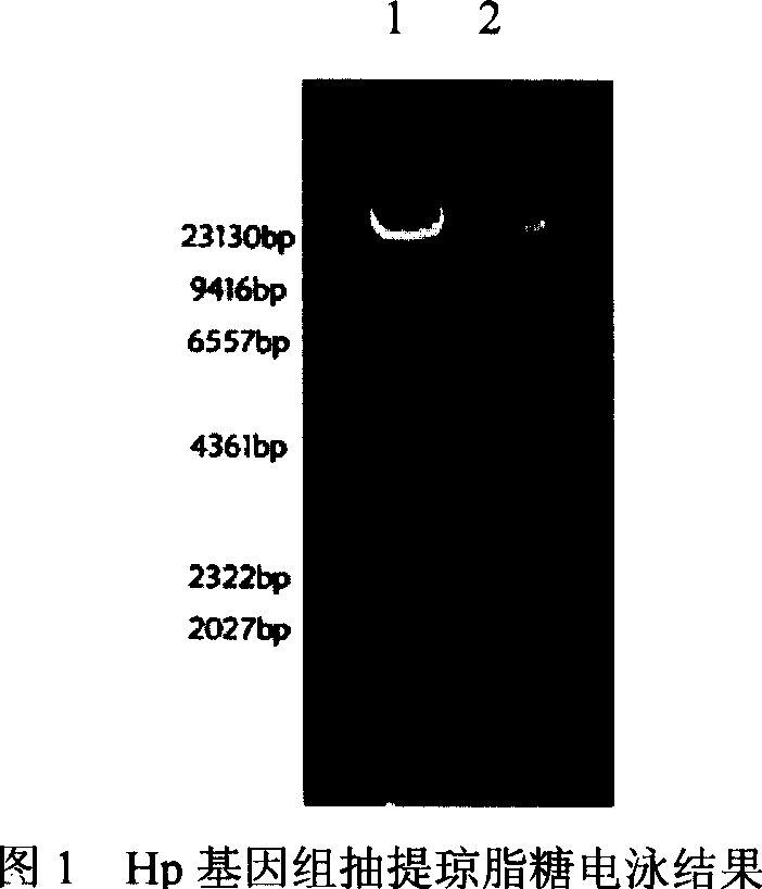 Gene engineered poly-valence subunit vaccine of Hp AhpC and preparation method thereof