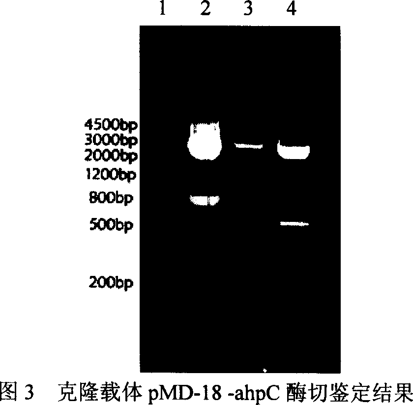 Gene engineered poly-valence subunit vaccine of Hp AhpC and preparation method thereof