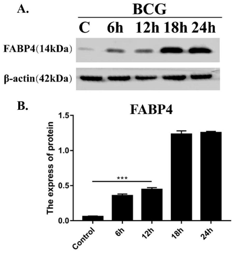 Small interfering RNA of fatty acid binding protein 4 and its application