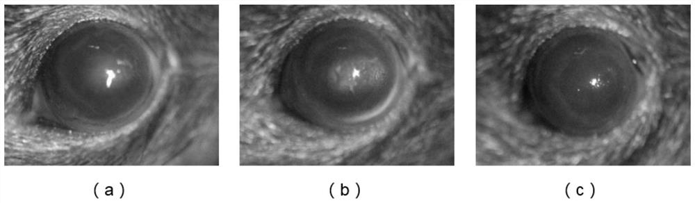 Cornea repair hydrogel and preparation method and application thereof