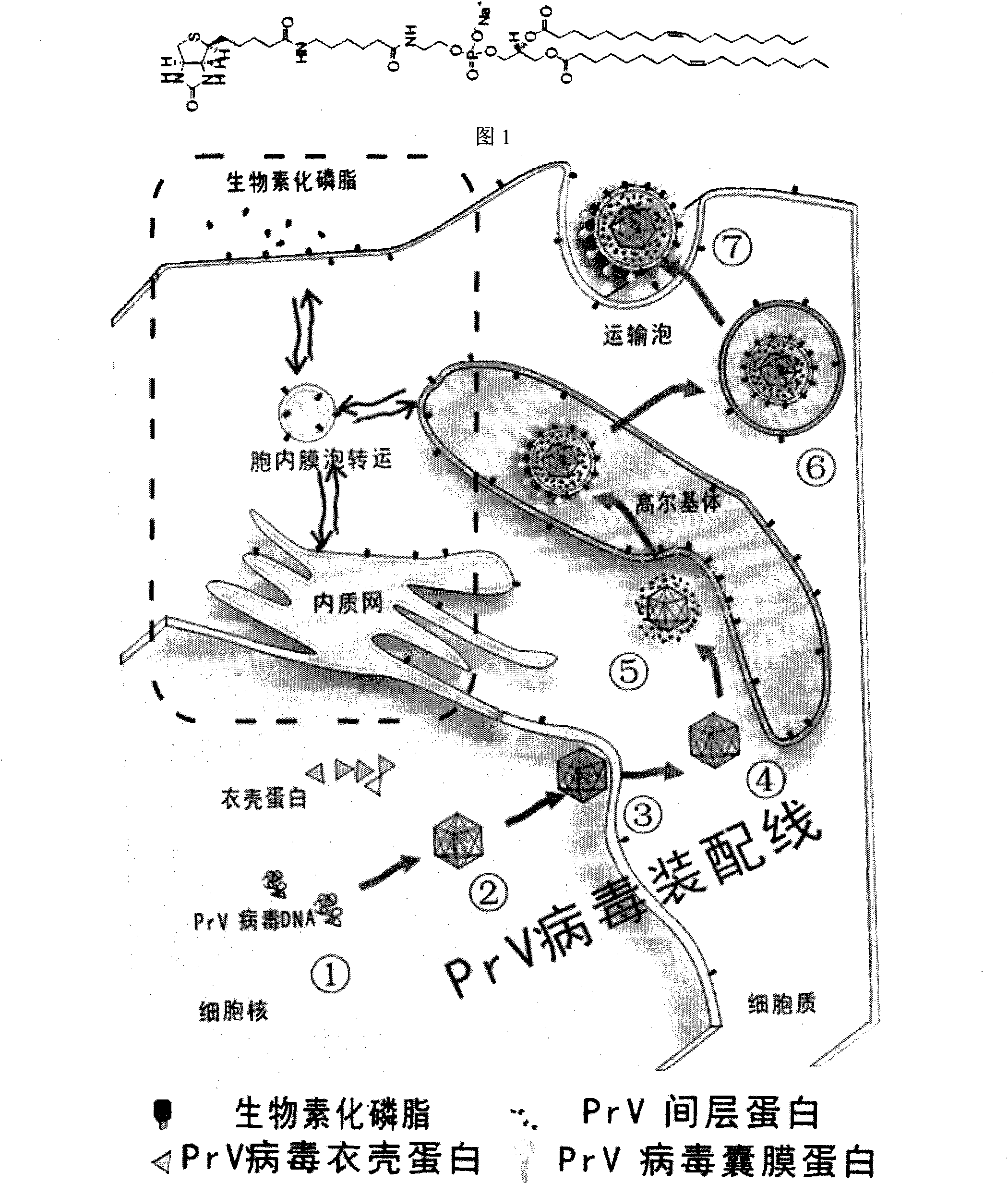 Biotin labeling method of envelope viruses