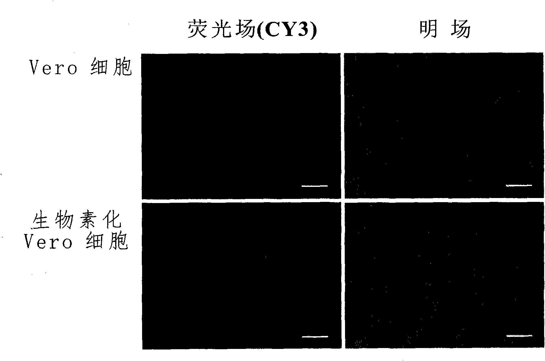 Biotin labeling method of envelope viruses