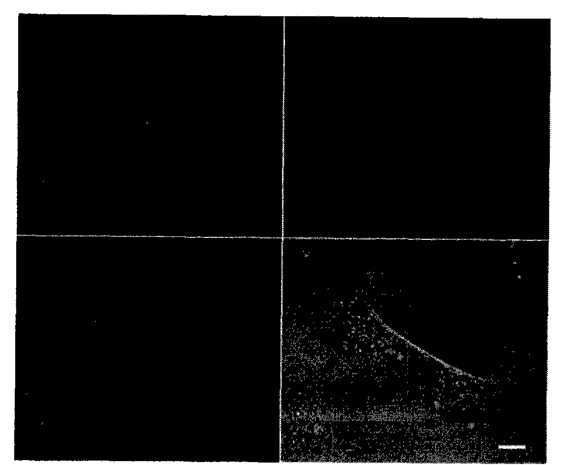 Biotin labeling method of envelope viruses