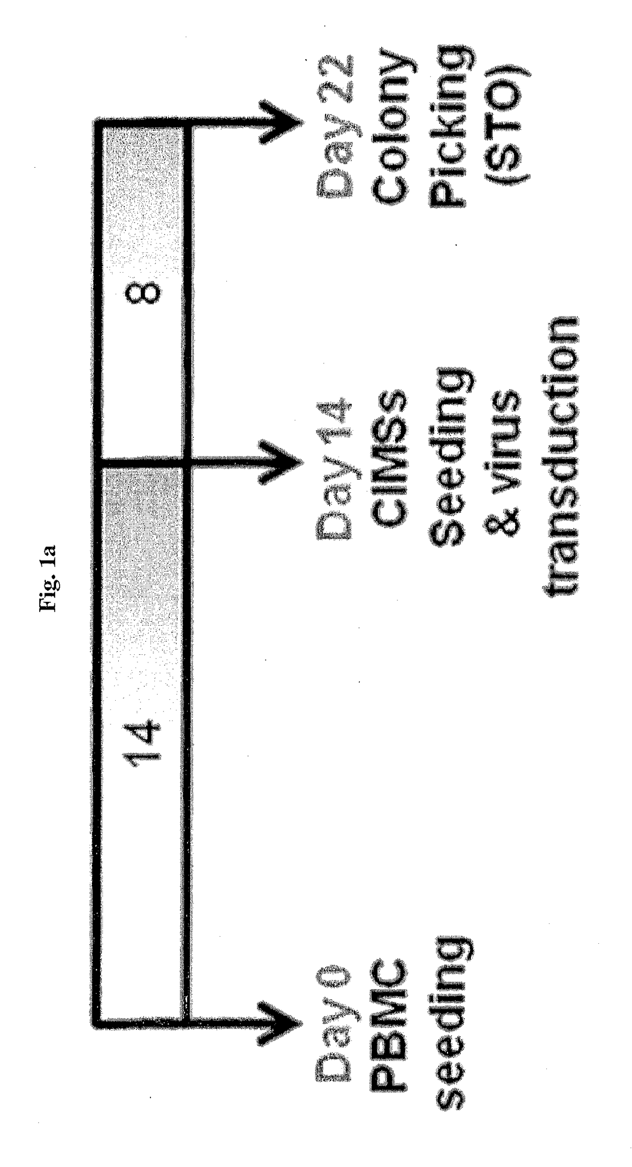 Method for differentiating induced pluripotent stem cells, which are prepared from endocardium-derived adult stem cells, into cardiovascular cells, and use thereof