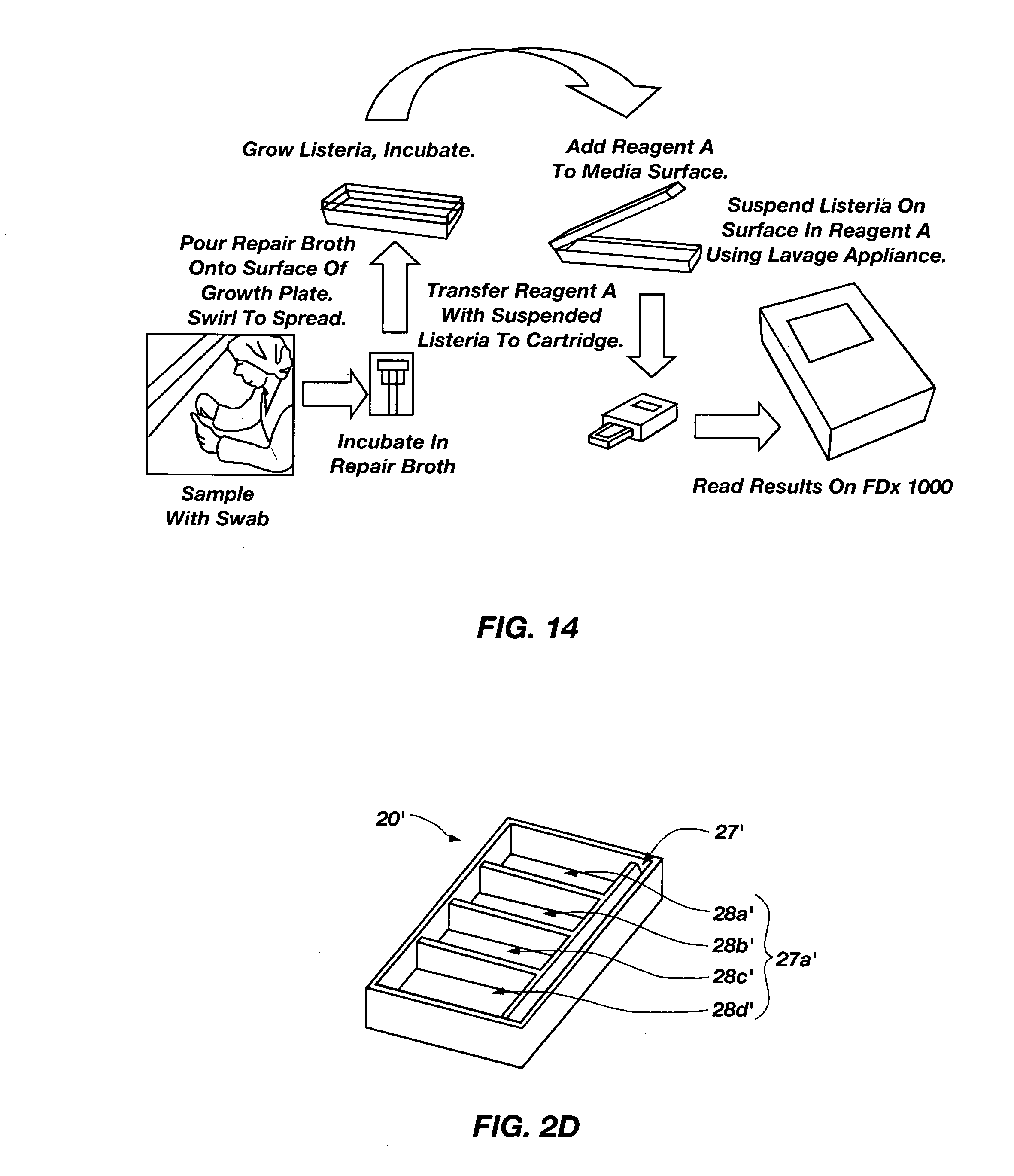Apparatus, methods and systems for rapid microbial testing