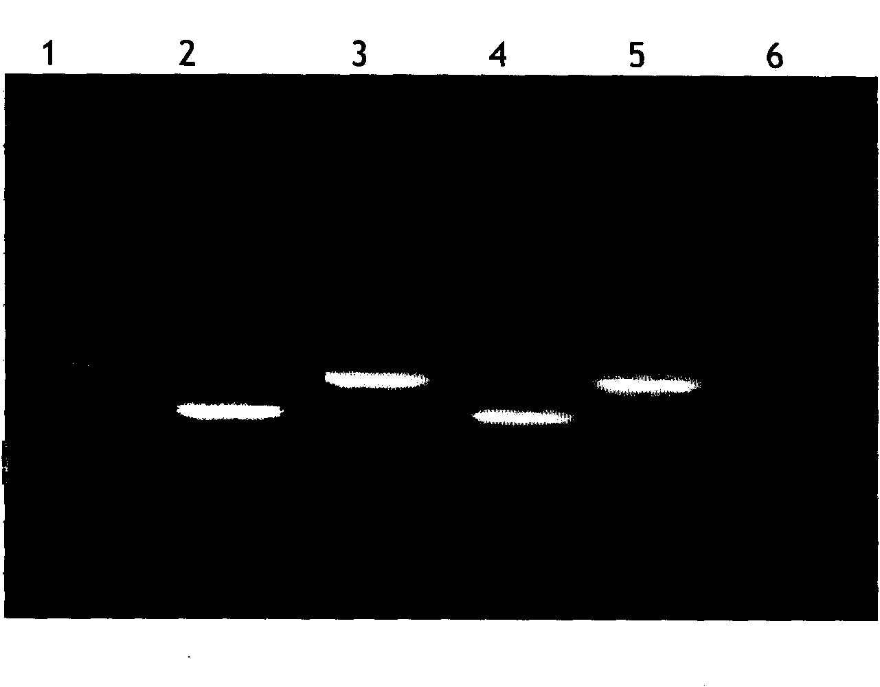Blood group B epitope mimic peptide and application thereof