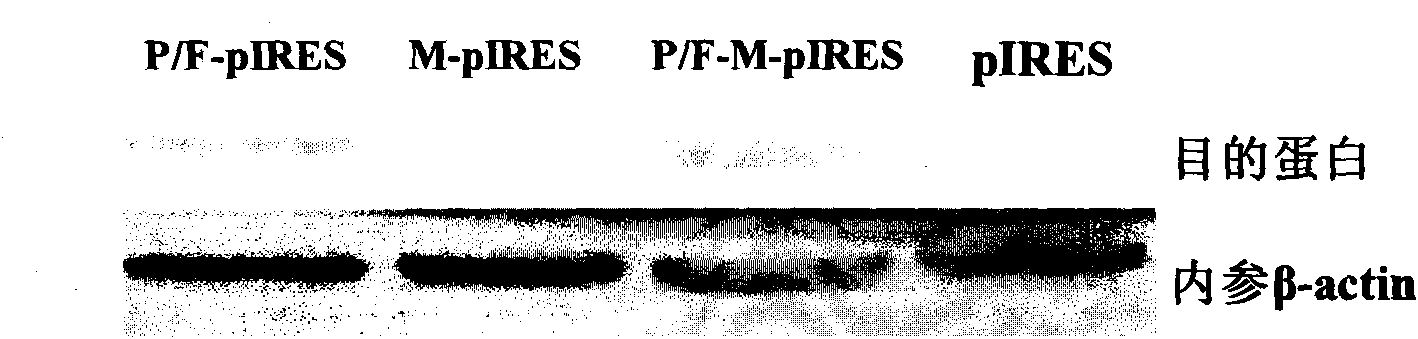 Blood group B epitope mimic peptide and application thereof