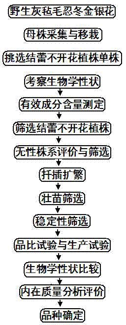 Method of seed selection of Lonicera macranthoides Hand.-Mazz. honeysuckle flower variety capable of budding but not flowering