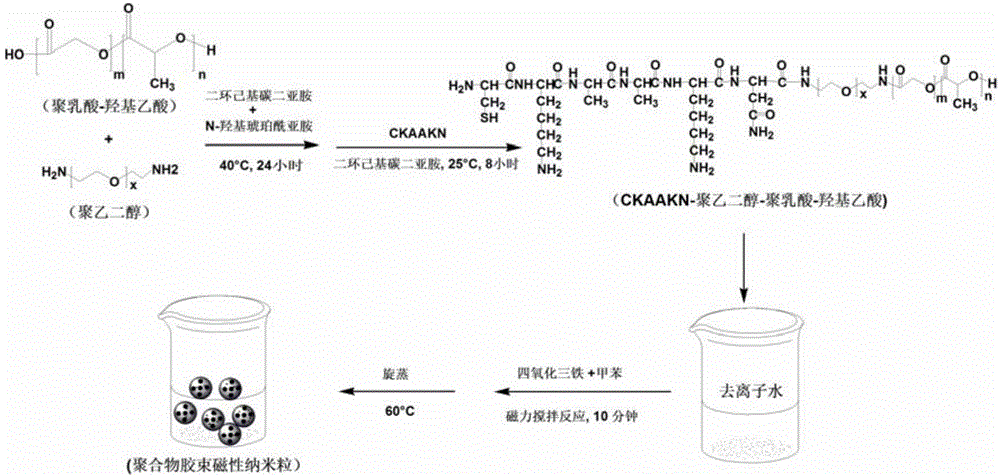 Targeted polymer micelle magnetic nanoparticle, and preparation method and application thereof