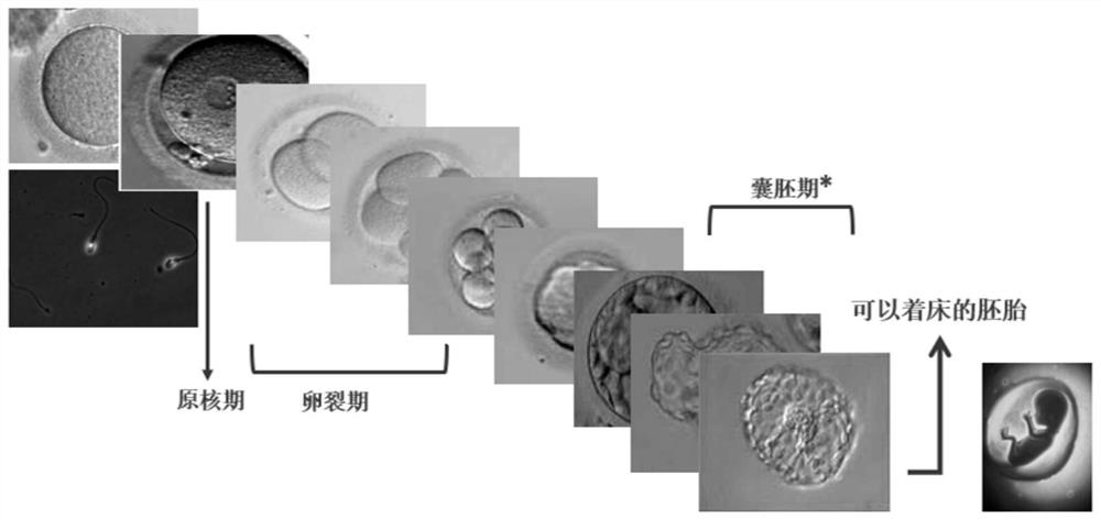 A device for predicting embryo pregnancy outcome based on segmented sampling video features