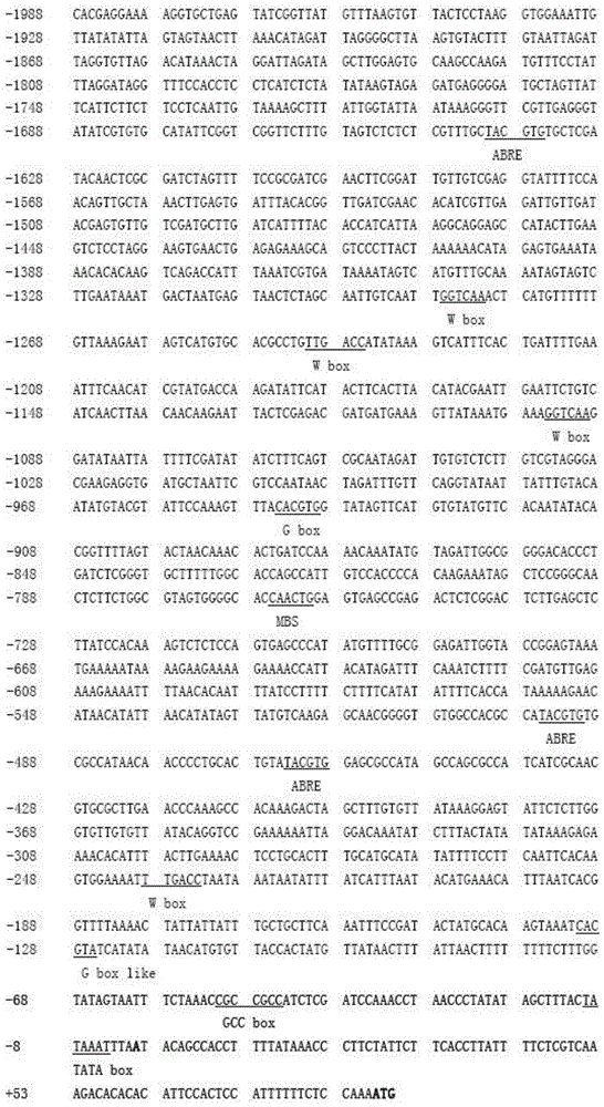 A kind of aatsw1 gene promoter and its application and preparation method