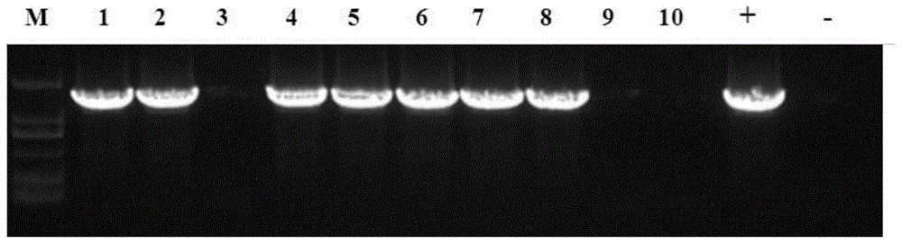 A kind of aatsw1 gene promoter and its application and preparation method