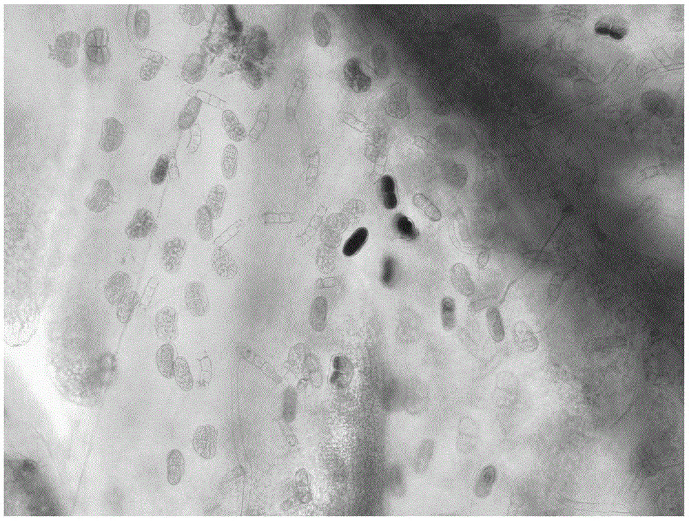 A kind of aatsw1 gene promoter and its application and preparation method