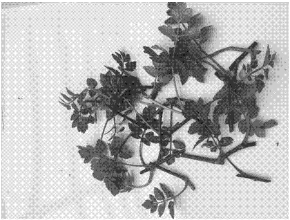 Artificial seeds of oenanthe stolonifera and rapid preparation method of artificial seeds