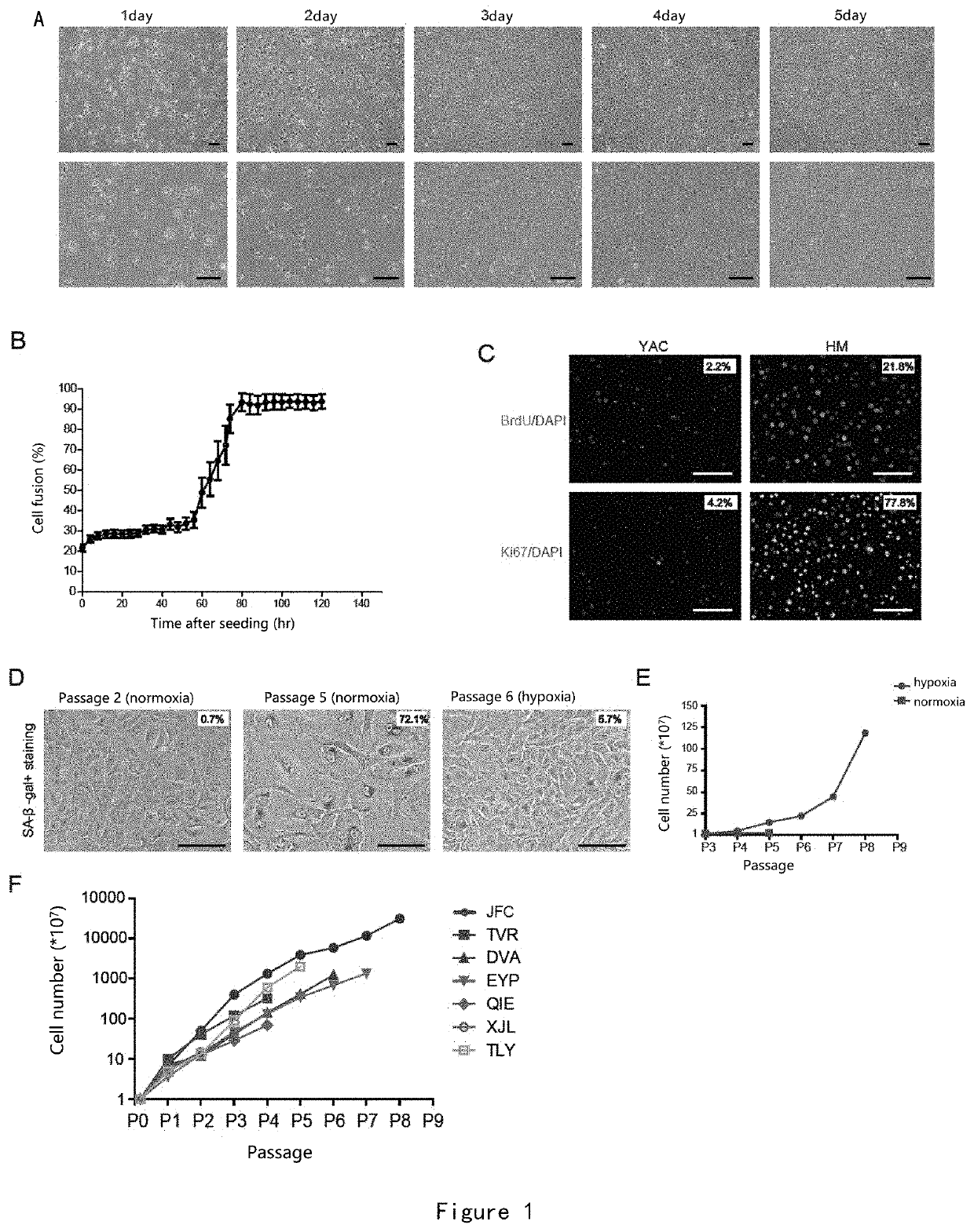 Method for Expanding Hepatocyte in Vitro and Application