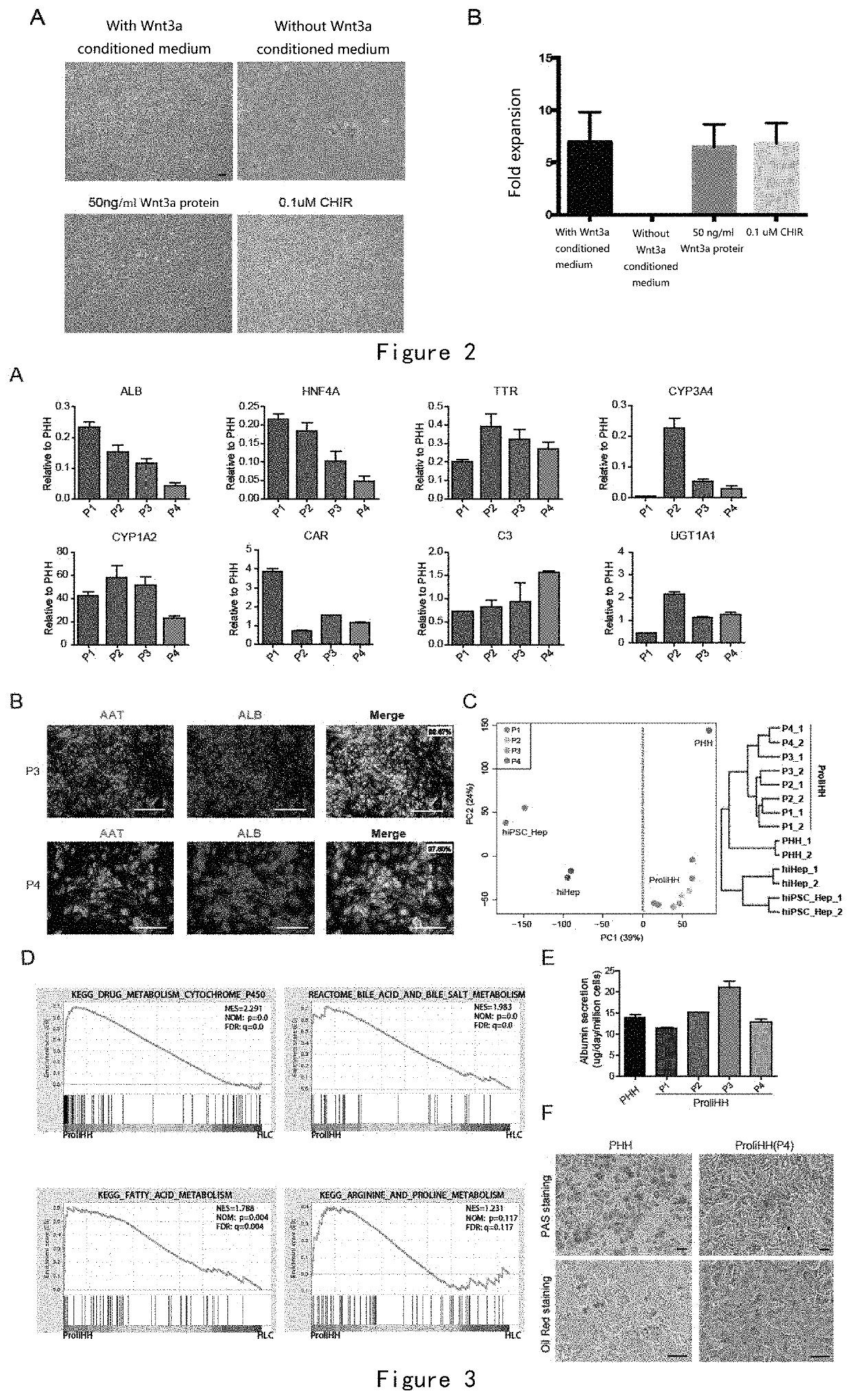 Method for Expanding Hepatocyte in Vitro and Application