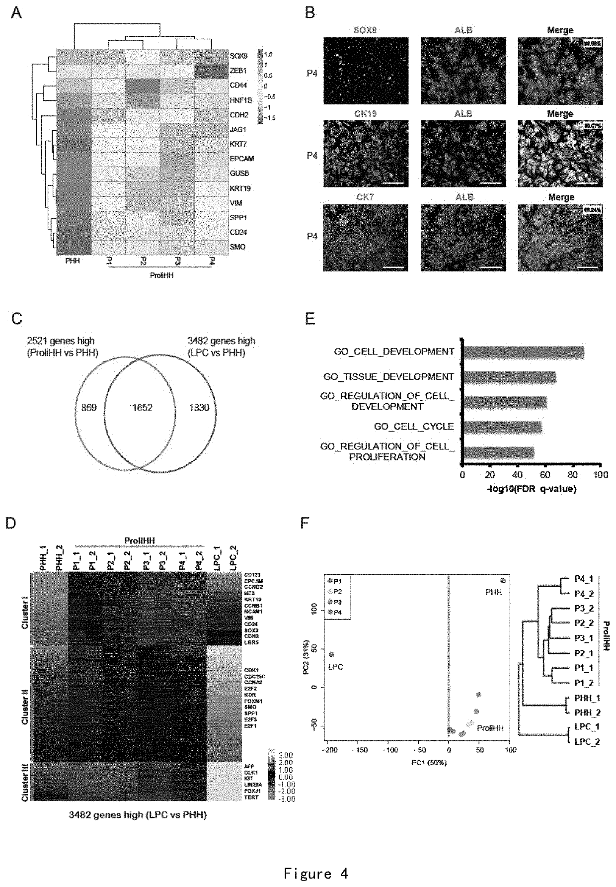 Method for Expanding Hepatocyte in Vitro and Application