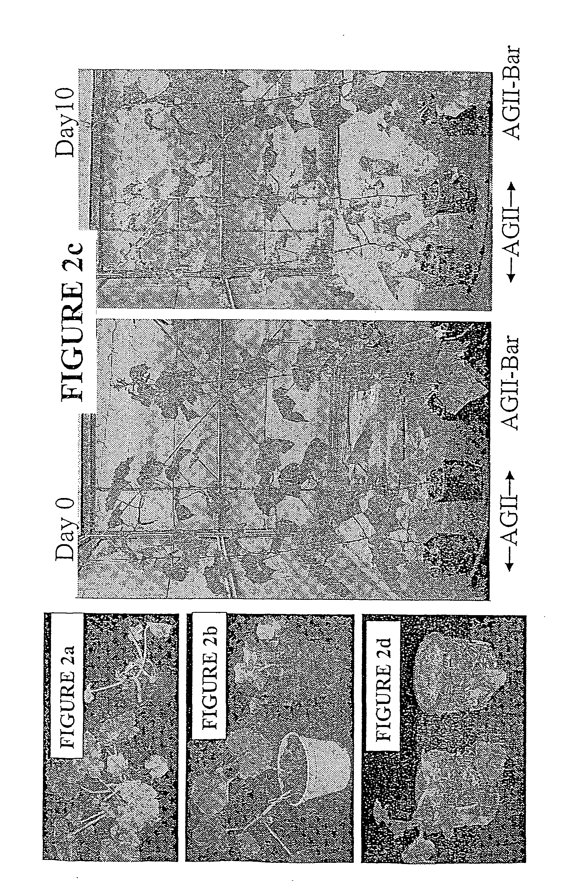 Vectors capable of imparting herbicide resistance and viral cross protection and methods