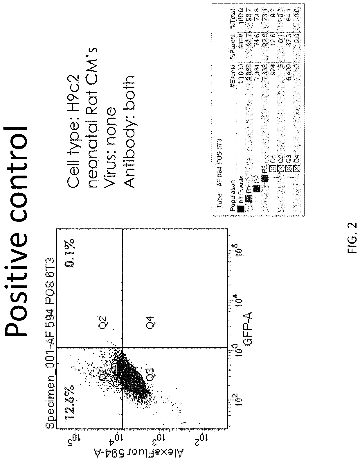 p63 INACTIVATION FOR THE TREATMENT OF HEART FAILURE