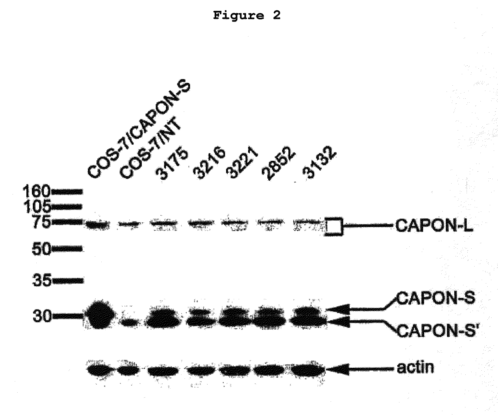 Methods and Compositions for the Diagnosis and Treatment of Schizophrenia