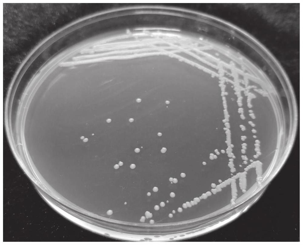 Rhizosphere probiotic Klebsiella sp ZH07 and application thereof