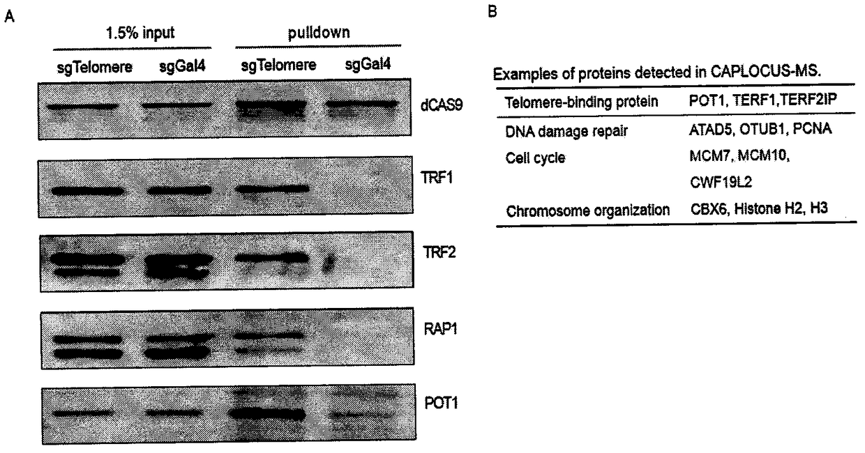 Method for identifying and analyzing specific locus interaction proteins on basis of CRISPR/cas9 and peroxidase APEX2 system